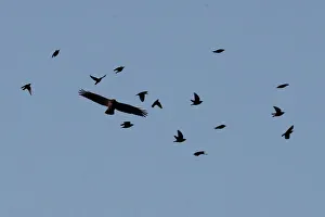 A hawk appears to tussle with a group of smaller birds near the White House in Washington A hawk appears to tussle with a group of smaller birds near the White House in Washington