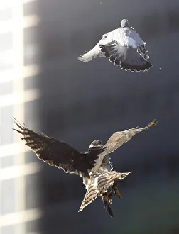 A hawk chases a pigeon during a falconry demonstration held by the Suwa falconry A hawk chases a pigeon during a falconry demonstration held by the Suwa falconry
