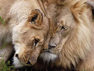 Two lions are seen at the Lionsrock Big Cat Sanctuary near Bethlehem Two lions are seen at the Lionsrock Big Cat Sanctuary near Bethlehem