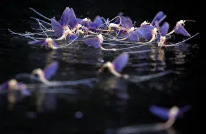 Long-tailed mayflies mate on the surface of the Tisza river near Tiszakurt Long-tailed mayflies mate on the surface of the Tisza river near Tiszakurt