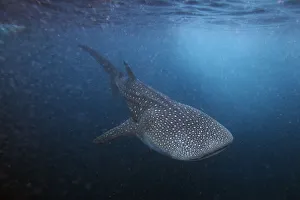 A six meter whale shark swims just outside Hanifaru Bay of Maldives' remote Baa Atoll A six meter whale shark swims just outside Hanifaru Bay of Maldives' remote Baa Atoll