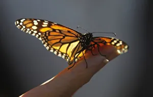 A monarch butterfly rests on a visitor's hand at the Monarch Grove Sanctuary in Pacific A monarch butterfly rests on a visitor's hand at the Monarch Grove Sanctuary in Pacific