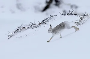 A mountain hare runs across the snow in the Cairngorm mountains near Glenshee in Scotland A mountain hare runs across the snow in the Cairngorm mountains near Glenshee in Scotland