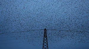A murmuration of starlings is seen across the sky near the town of Gretna Green, Scotland A murmuration of starlings is seen across the sky near the town of Gretna Green, Scotland