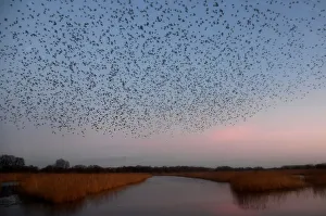 Murmurations are seen at dusk as thousands of starlings return to roost on Somerset Murmurations are seen at dusk as thousands of starlings return to roost on Somerset