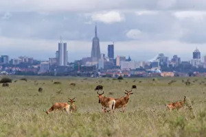 The Nairobi skyline is seen in the background as Hartebeests graze at the Nairobi The Nairobi skyline is seen in the background as Hartebeests graze at the Nairobi