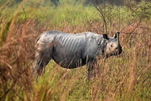 A one-horned rhinoceros is seen during a rhino census at the Kaziranga National Park A one-horned rhinoceros is seen during a rhino census at the Kaziranga National Park