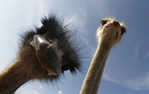 Ostriches look at the camera at 'Artestruz' ostrich farm outside the village of Campos in Ostriches look at the camera at 'Artestruz' ostrich farm outside the village of Campos in
