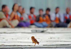 An owl perches in front of Greenpeace activists who were arrested in Brasilia An owl perches in front of Greenpeace activists who were arrested in Brasilia