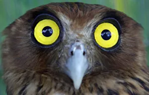 A Philippine Eagle Owl is seen inside the Ninoy Aquino Parks and Wildlife Rescue Center A Philippine Eagle Owl is seen inside the Ninoy Aquino Parks and Wildlife Rescue Center
