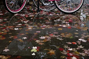 Pink bicycle is seen reflected in a leaf-covered puddle on campus at Yale University in Pink bicycle is seen reflected in a leaf-covered puddle on campus at Yale University in