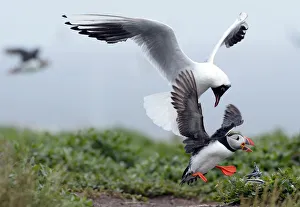 A puffin drops the sand eels it was carrying as it is chased by a gull on the Farne A puffin drops the sand eels it was carrying as it is chased by a gull on the Farne