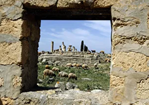 Sheep graze at the ancient Greek and Roman ruined city of Cyrene in modern-day Shahaat Sheep graze at the ancient Greek and Roman ruined city of Cyrene in modern-day Shahaat
