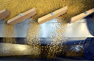Soybeans being sorted according to their weight and density on a gravity sorter machine Soybeans being sorted according to their weight and density on a gravity sorter machine