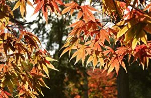 Spectacular autumn colours appear at Westonbirt Arboretum in south west England Spectacular autumn colours appear at Westonbirt Arboretum in south west England