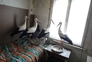 Storks that were saved by Bulgarian farmer Ismail are pictured in the village of Zaritsa Storks that were saved by Bulgarian farmer Ismail are pictured in the village of Zaritsa