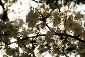 Sun rays shine through a branch with cherry blossoms in the East Garden of the Imperial Sun rays shine through a branch with cherry blossoms in the East Garden of the Imperial