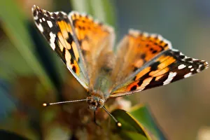 A swarm of painted lady butterflies land on a Carolina cherry tree as they migrate A swarm of painted lady butterflies land on a Carolina cherry tree as they migrate