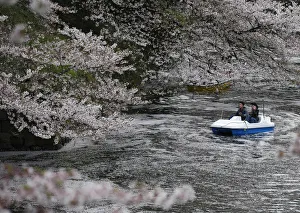 Visitors ride a boat in the Chidorigafuchi moat covered with petals of cherry blossoms Visitors ride a boat in the Chidorigafuchi moat covered with petals of cherry blossoms