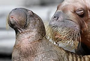 Walrus Dyna and her calf are seen in their compound as they are presented to the public Walrus Dyna and her calf are seen in their compound as they are presented to the public