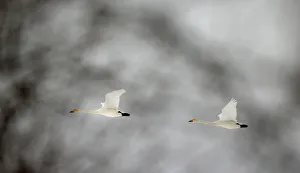 Whooper swans fly over forest in Republican landscape reserve 'Naliboksky' near the Whooper swans fly over forest in Republican landscape reserve 'Naliboksky' near the