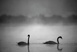 Mute Swan, Cygnus olor, UK, autumn Mute Swan, Cygnus olor, UK, autumn