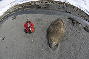 Tourist kneeling next to a Southern Elephant Seal Mirounga leonina (Beachmaster) Tourist kneeling next to a Southern Elephant Seal Mirounga leonina (Beachmaster)