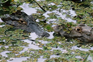 AMPH-100 Two Caiman (Caiman crocodilus yacare) in lilly pads. Pantanal, Mato Grosso do Sul AMPH-100 Two Caiman (Caiman crocodilus yacare) in lilly pads. Pantanal, Mato Grosso do Sul