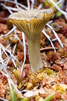 An arctic mushroom (approximately 3cm tall) emerges from wet tundra - Arctic National An arctic mushroom (approximately 3cm tall) emerges from wet tundra - Arctic National