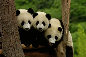 Asia, China Asia, China