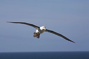 A Black-browed albatross sores around the largest colony of black-browed albatross in the A Black-browed albatross sores around the largest colony of black-browed albatross in the