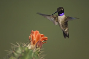 Black-chinned Hummingbird, Archilochus alexandri, male in flight feeding on Claret Cup Black-chinned Hummingbird, Archilochus alexandri, male in flight feeding on Claret Cup