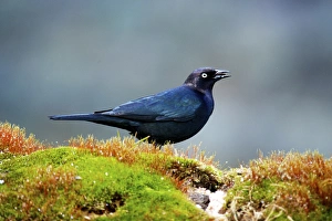 The Brewer's blackbird (Euphagus cyanocephalus) is a medium-sized New World blackbird The Brewer's blackbird (Euphagus cyanocephalus) is a medium-sized New World blackbird
