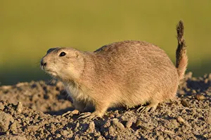Canada, Saskatchewan, Grasslands National Park. Black-tailed prairie dog atop mound at Canada, Saskatchewan, Grasslands National Park. Black-tailed prairie dog atop mound at
