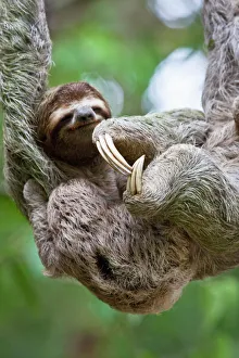 Close up of a young Brown-throated Sloth (Bradypus variegatus) nurses it's baby Close up of a young Brown-throated Sloth (Bradypus variegatus) nurses it's baby