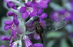 Common Baskettail, Epitheca cynosura, adult in dew on Texas Sage (Leucophyllum frutescens) Common Baskettail, Epitheca cynosura, adult in dew on Texas Sage (Leucophyllum frutescens)