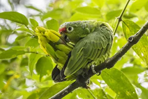Costa Rica, La Paz River Valley, La Paz Waterfall Garden. Captive red-lored parrot preening Costa Rica, La Paz River Valley, La Paz Waterfall Garden. Captive red-lored parrot preening