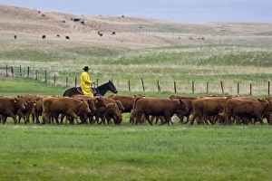 Cowboy in rain slicker hers red angus cattle in pasture near North Platte Nebraska Cowboy in rain slicker hers red angus cattle in pasture near North Platte Nebraska