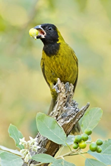 Crimson Collared Grosbeak Crimson Collared Grosbeak