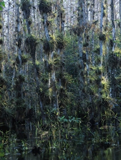 Cypress trees loaded with bromeliads, Big Cypress National Preserve, Florida, December Cypress trees loaded with bromeliads, Big Cypress National Preserve, Florida, December