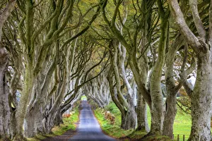 The Dark Hedges in County Antrim, Northern Ireland The Dark Hedges in County Antrim, Northern Ireland