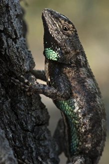 Eastern Fence Lizard Eastern Fence Lizard