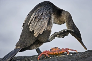 Ecuador. A Flightless Cormorant scratches its head while a Sally Lightfoot crab looks Ecuador. A Flightless Cormorant scratches its head while a Sally Lightfoot crab looks