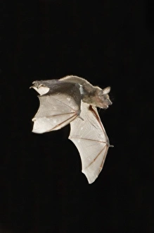 Evening Bat, Nycticeius humeralis, adult in flight leaving Day roost in tree hole Evening Bat, Nycticeius humeralis, adult in flight leaving Day roost in tree hole