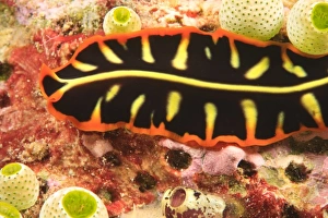 flatworm, Scuba Diving at Tukang Besi/Wakatobi Archipelago Marine Preserve, South Sulawesi flatworm, Scuba Diving at Tukang Besi/Wakatobi Archipelago Marine Preserve, South Sulawesi
