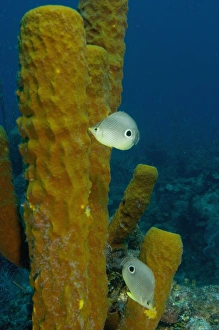 Foureye Butterflyfish (Chaetodon capistratus) picking at tube sponges Hol Chan Marine Foureye Butterflyfish (Chaetodon capistratus) picking at tube sponges Hol Chan Marine