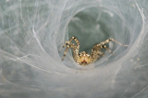 Funnel Web Spider, Agelenidae, adult in Web, Willacy County, Rio Grande Valley, Texas Funnel Web Spider, Agelenidae, adult in Web, Willacy County, Rio Grande Valley, Texas
