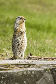 Glacier National Park, Montana, USA. Columbian ground squirrel standing to see if all is Glacier National Park, Montana, USA. Columbian ground squirrel standing to see if all is