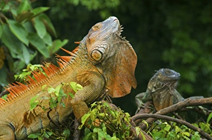 Green Iguanas (Iguana iguana), Costa Rica Green Iguanas (Iguana iguana), Costa Rica