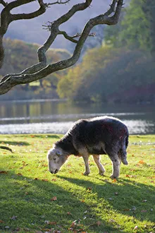Herdwick sheep Herdwick sheep